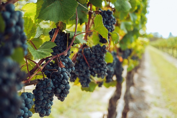 Croatian grape varieties.jpg