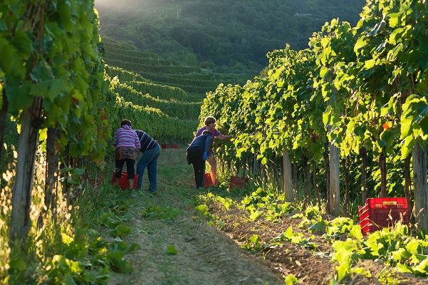 Matosevic winery.jpg