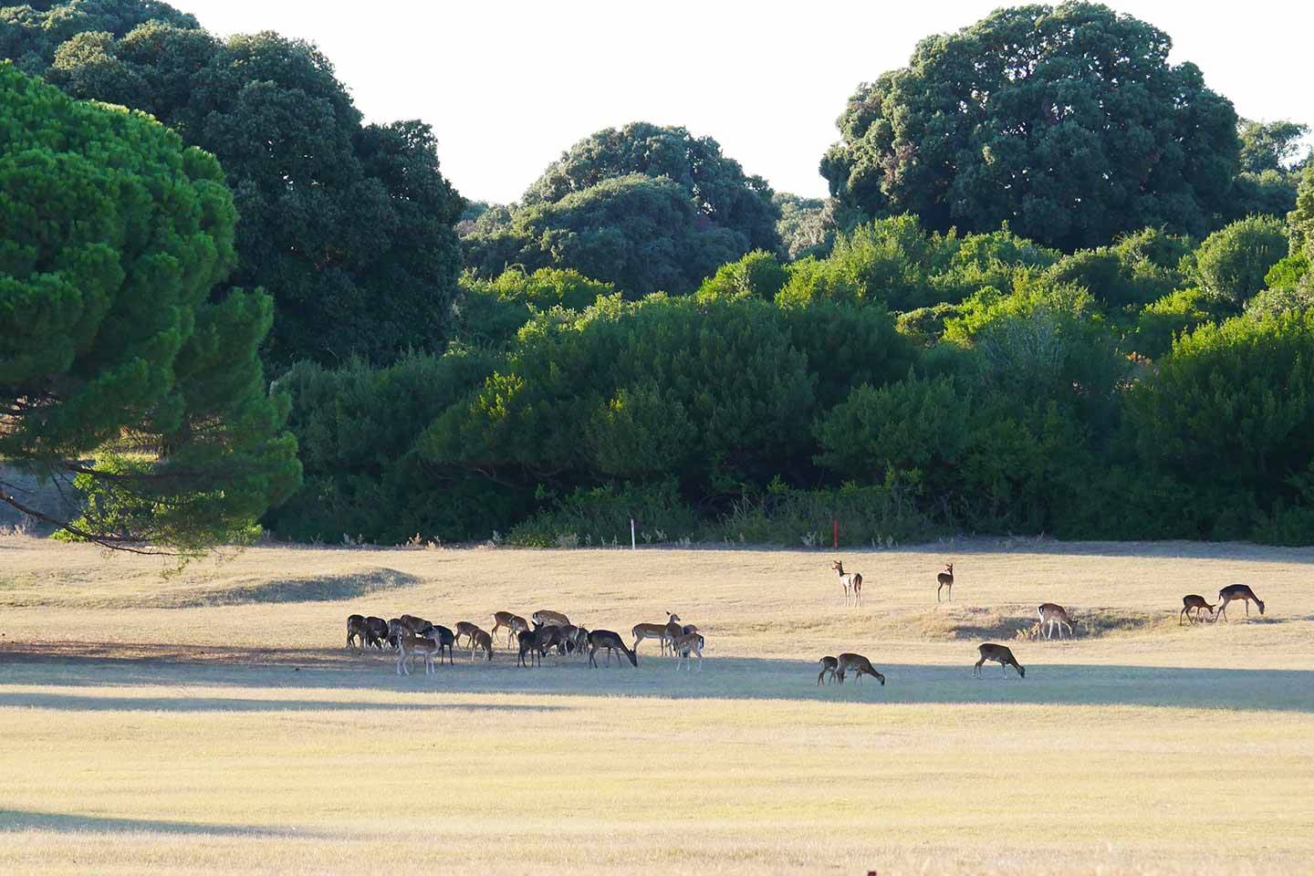 Herd of antelope in Safari park