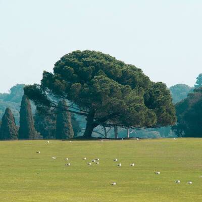 Golf course on Brijuni islands