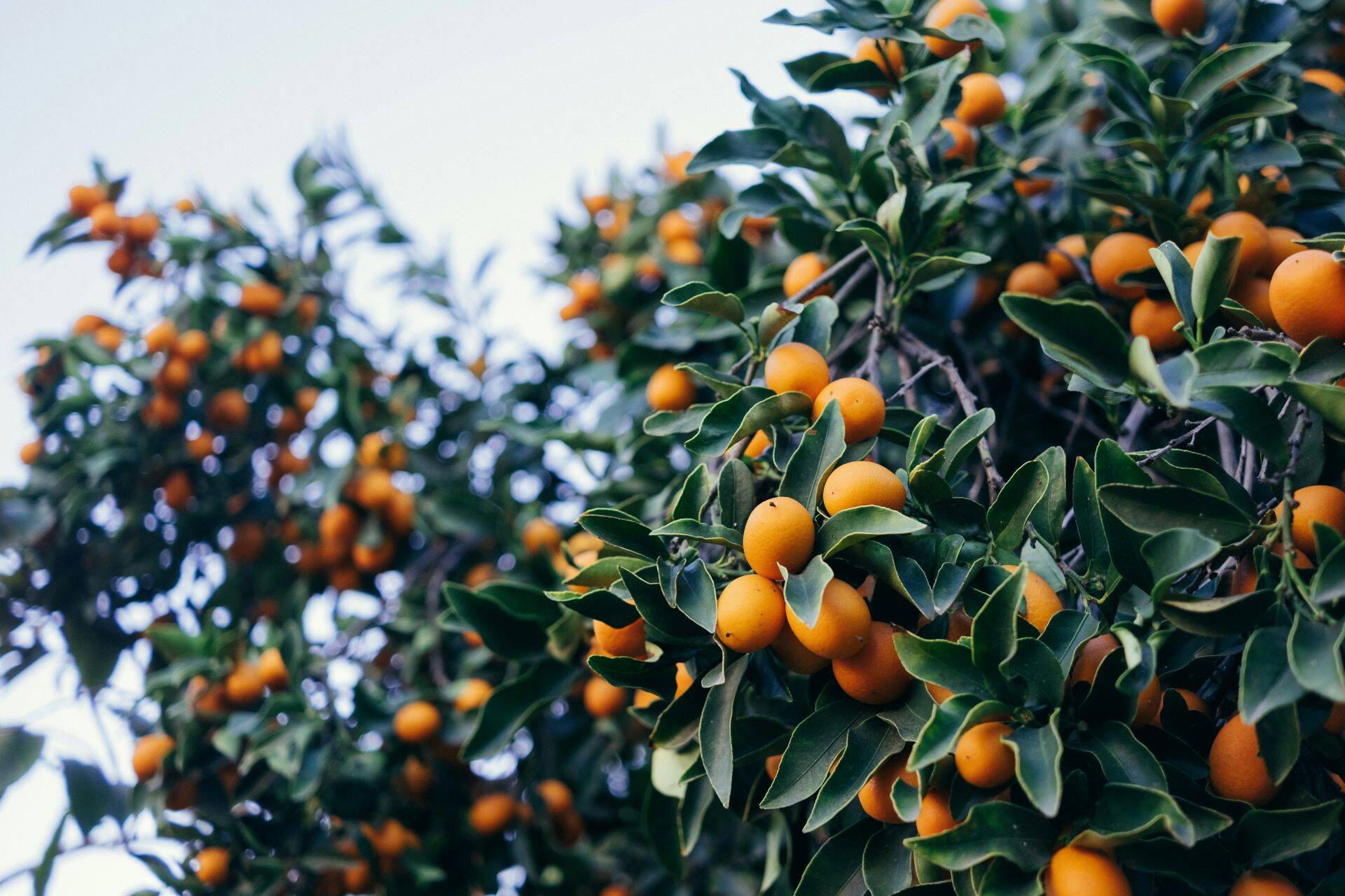 “the disappearing fruit”