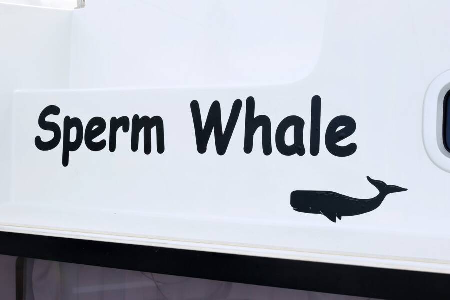 Lagoon 42  | Sperm Whale